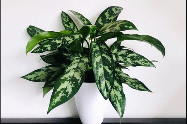 گیاه آگلونما - گیاهان سمی برای حیوانات خانگی